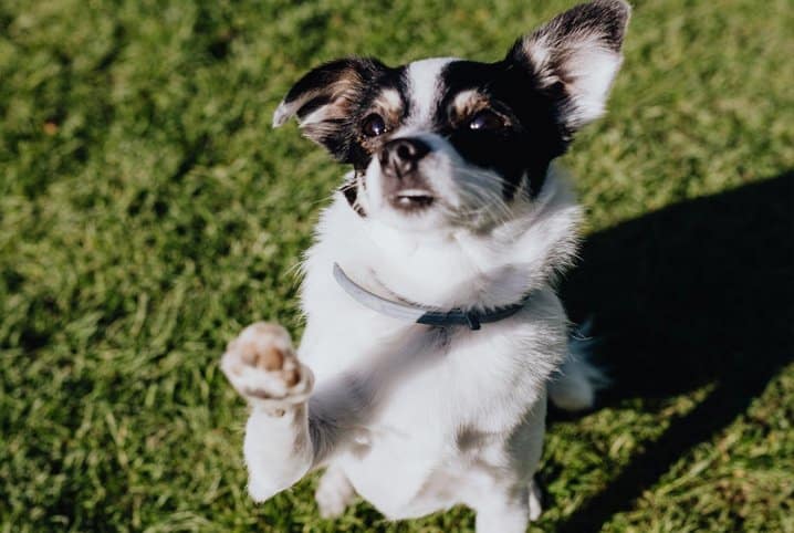 Como ensinar o cachorro a dar a pata: descubra aqui