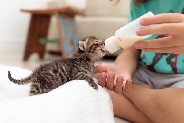 Como fazer mamadeira para gato recém nascido?