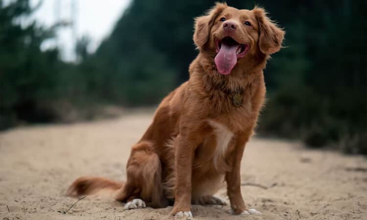 Como os cachorros se comunicam entre si e conosco?