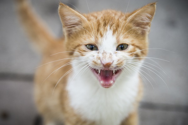 Dentes de gato filhote: o que você precisa saber