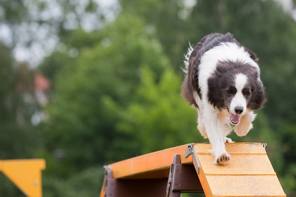 Esportes caninos: veja o que são e porque praticar