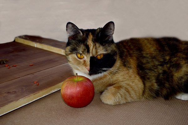 Gato pode comer maçã? Descubra aqui!