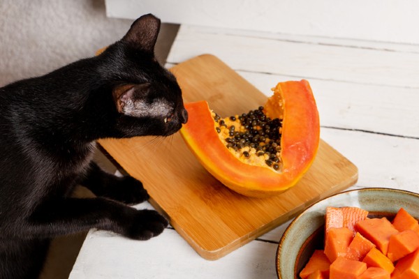 Gato pode comer mamão?