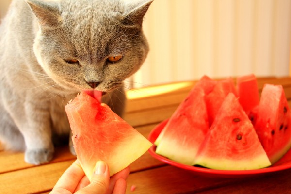 Gato pode comer melancia?