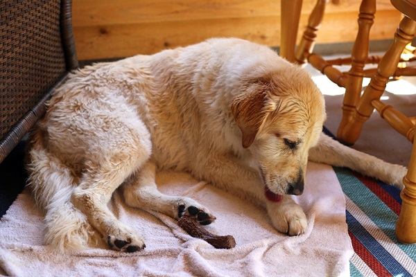 Lambedura excessiva em cães: o que podemos fazer?