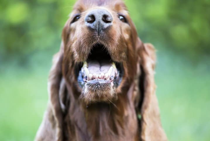 Quantos dentes tem um cachorro: confira dicas e curiosidades