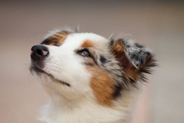 Será que cachorra menstrua? Entenda aqui