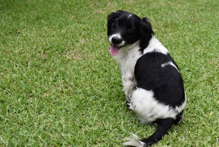 Tudo sobre o sistema digestivo do cachorro