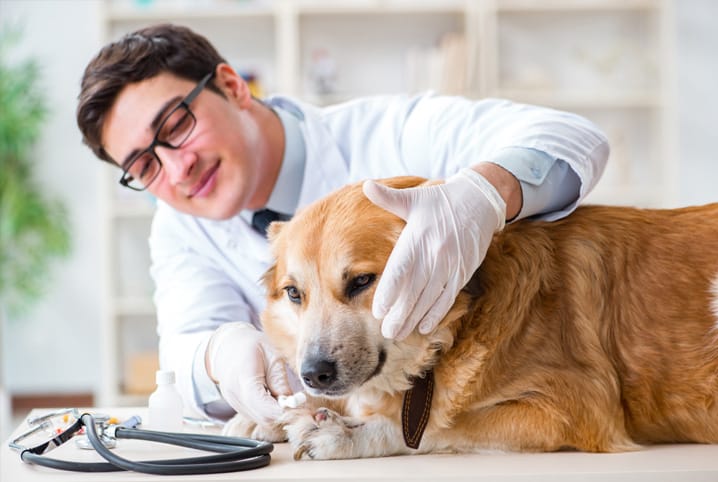 Vale a pena fazer um convênio para cachorro?