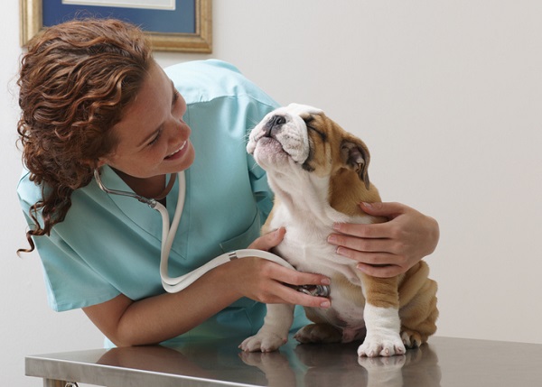 A escolha do médico veterinário