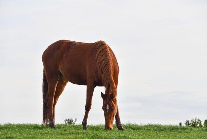 Afinal, o cavalo dorme em pé ou deitado?