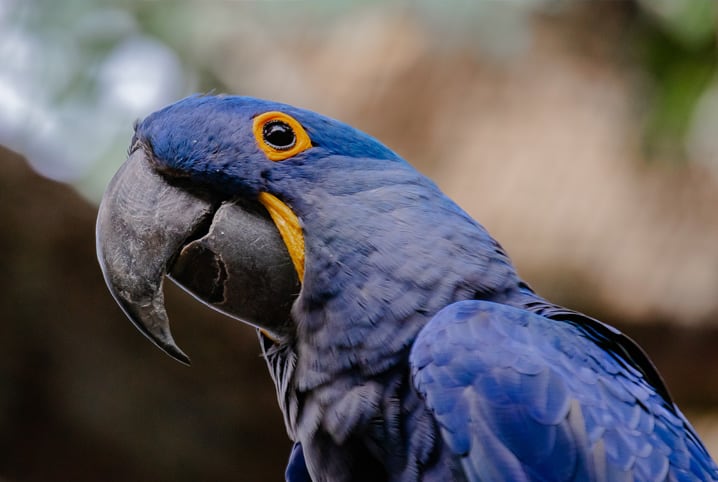 Animais da Amazônia: você sabe quais são?