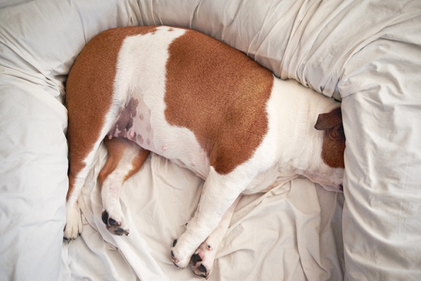 Cachorro com dor de barriga: o que fazer?