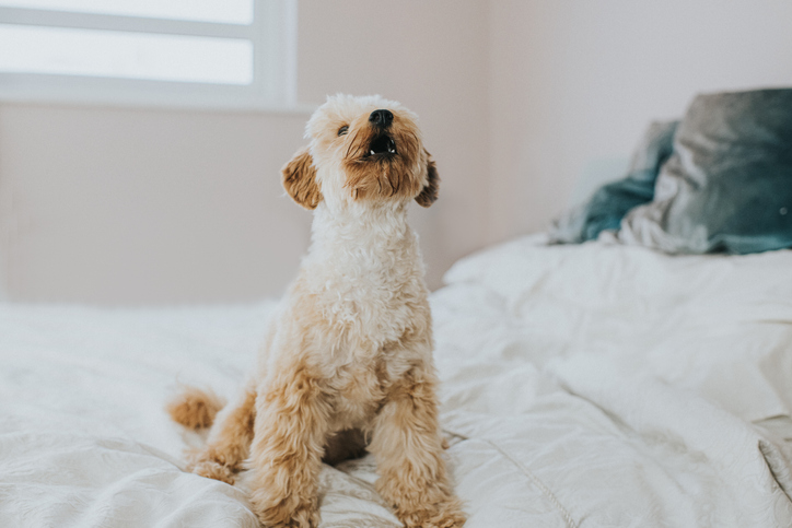 Cachorro latindo: como lidar com cães que latem demais?