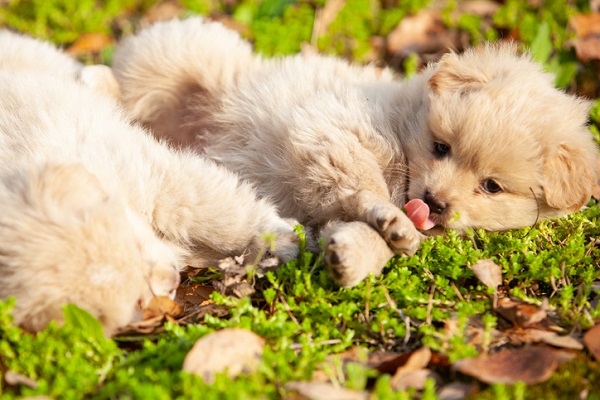 Cachorro se lambendo muito: o que pode ser?