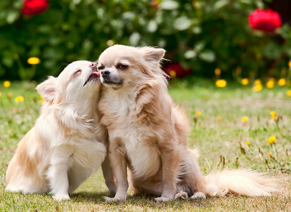 Cinco raças de cachorro miniatura