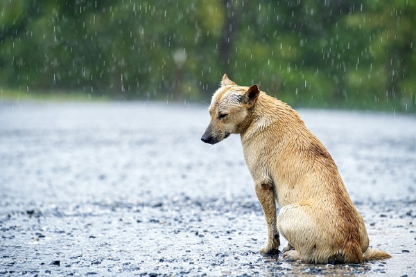 Como ajudar um animal abandonado?