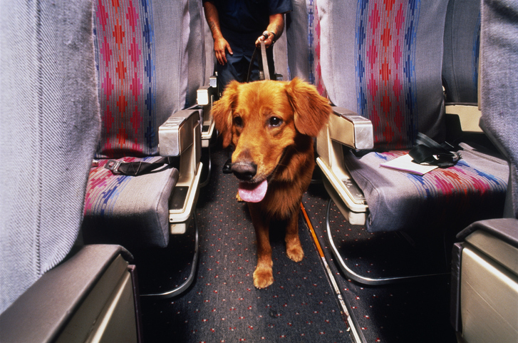 Como levar cachorro no avião