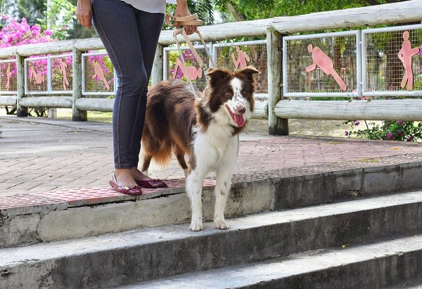 Como vive um cão-guia?