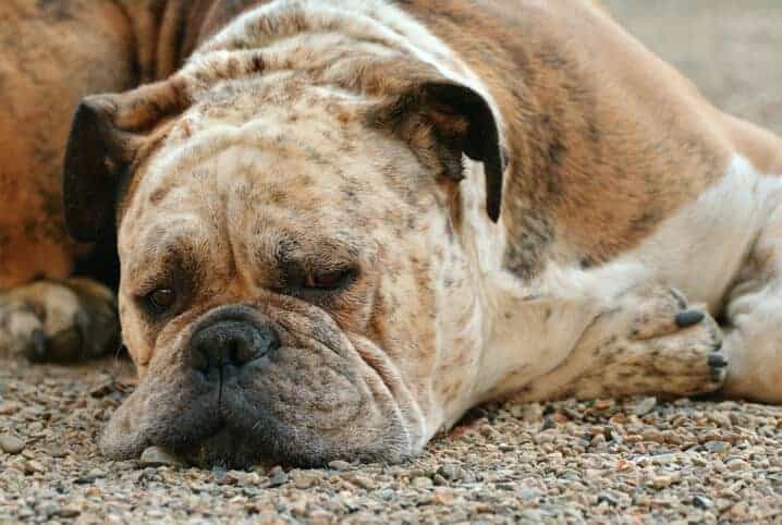 Descubra como cuidar de um cachorro com dor de dente