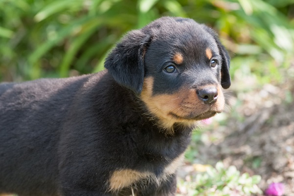 Filhote de cachorro Rottweiler: veja nosso álbum!