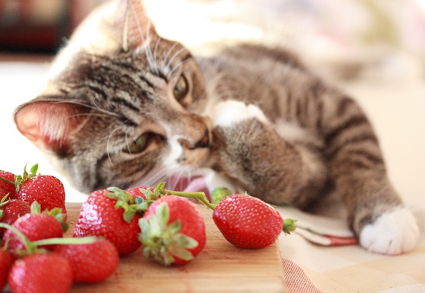 Gato pode comer morango? Tire suas dúvidas sobre a alimentação dos felinos!