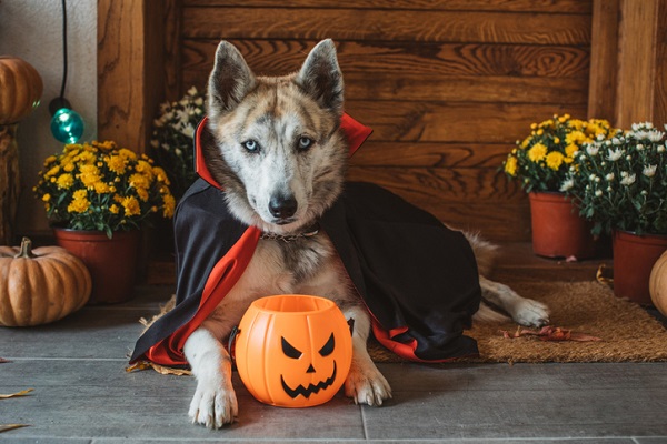 Halloween Pet: todos os cuidados necessários