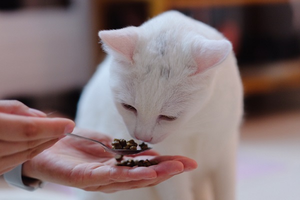 Meu gato filhote não quer comer: e agora?