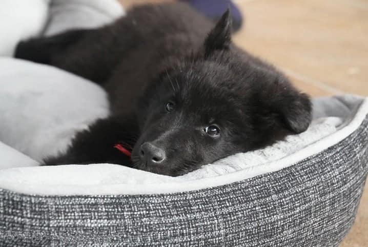 Modelo de cama para cachorro: como escolher o melhor?