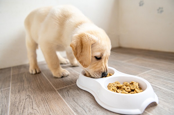 O que cachorro filhote pode comer?