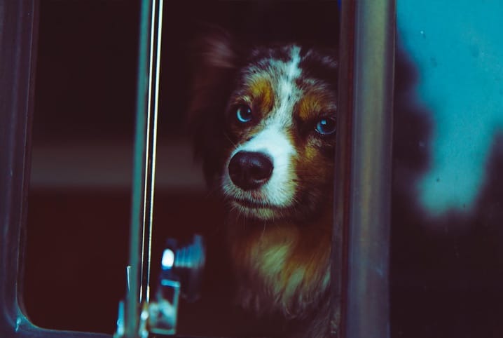 O que é necessário para viajar com cachorro no ônibus?