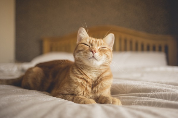 O que um gato precisa para ser feliz?