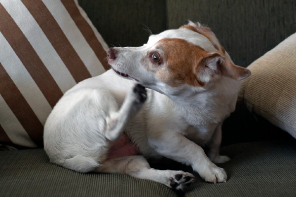 Por que meu cachorro se coça tanto?