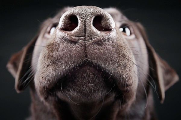 Por que os cachorros cheiram as partes íntimas das pessoas?