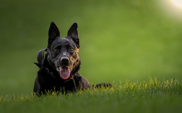 Raças de cachorro preto: veja a nossa lista!