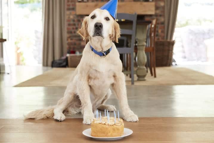 Receita de bolo para cachorro: comemore em grande estilo