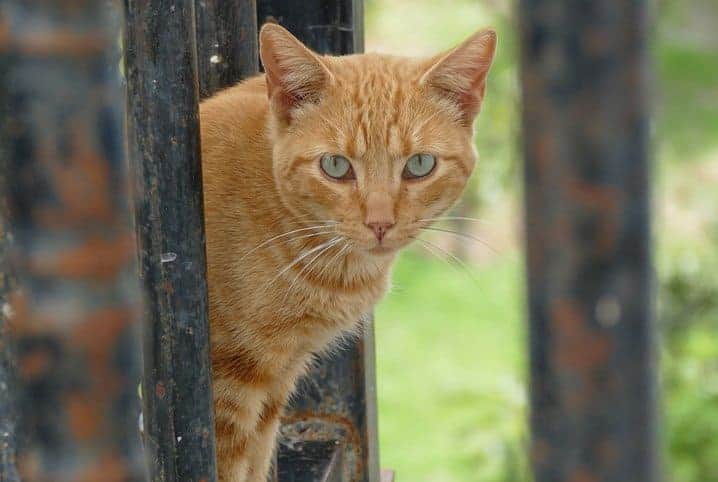 Saiba como colocar tela na janela para gatos