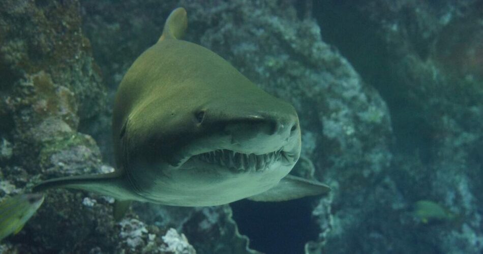 Saiba quantos dentes tem o tubarão