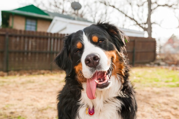 Sete fatos sobre o Bernese