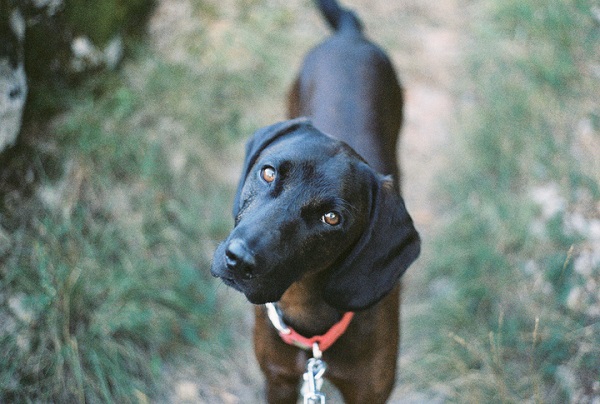 Afinal, por que os cachorros viram a cabeça?