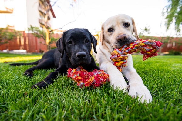 Boas práticas no uso e oferecimento de brinquedos para cães