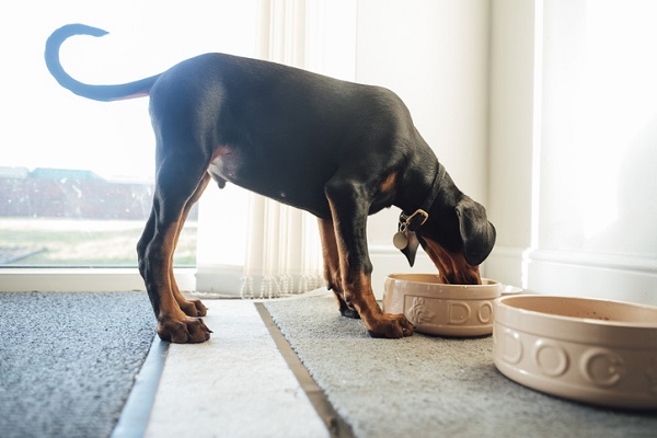 Cachorro pode comer atum? Confira os cuidados!