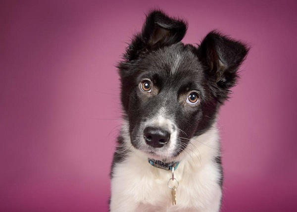 Descubra se cachorro pode comer berinjela