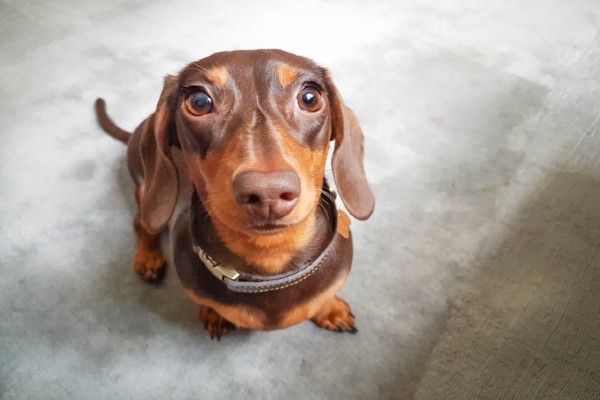 Você sabe se cachorro pode comer biscoito de polvilho? Entenda!