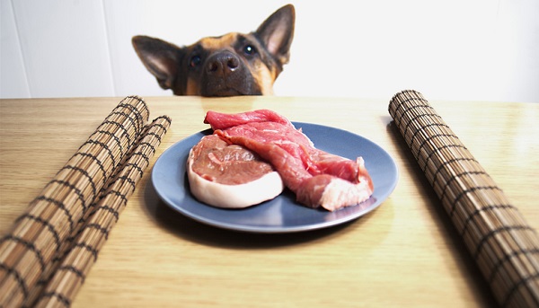 Cachorro pode comer carne crua?