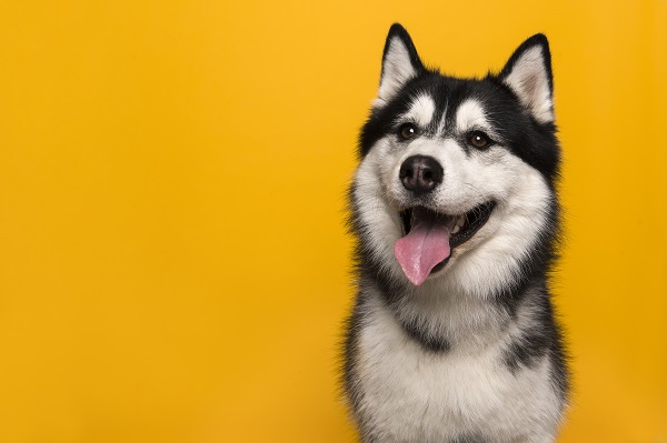 Cachorro pode comer maracujá? Descubra agora!