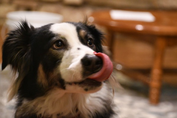 Cachorro pode comer mel?