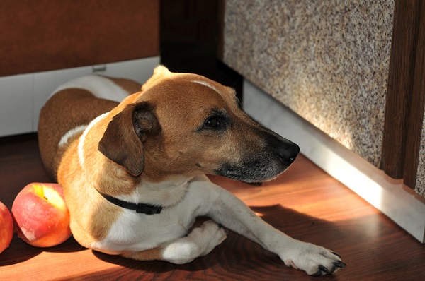 Cachorro pode comer pêssego?