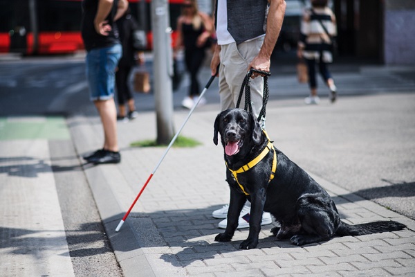 Cão-guia e os aplicativos de mobilidade urbana