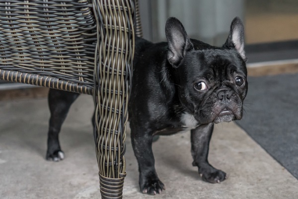 Como lidar com cachorro com medo de outros cachorros